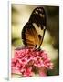 A Butterfly Rests on a Flower at the America Museum of Natural History Butterfly Conservatory-Jeff Christensen-Framed Photographic Print