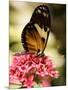 A Butterfly Rests on a Flower at the America Museum of Natural History Butterfly Conservatory-Jeff Christensen-Mounted Photographic Print