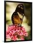 A Butterfly Rests on a Flower at the America Museum of Natural History Butterfly Conservatory-Jeff Christensen-Framed Photographic Print