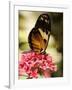 A Butterfly Rests on a Flower at the America Museum of Natural History Butterfly Conservatory-Jeff Christensen-Framed Photographic Print