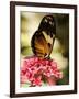 A Butterfly Rests on a Flower at the America Museum of Natural History Butterfly Conservatory-Jeff Christensen-Framed Photographic Print