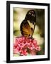 A Butterfly Rests on a Flower at the America Museum of Natural History Butterfly Conservatory-Jeff Christensen-Framed Photographic Print