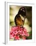 A Butterfly Rests on a Flower at the America Museum of Natural History Butterfly Conservatory-Jeff Christensen-Framed Photographic Print