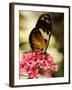 A Butterfly Rests on a Flower at the America Museum of Natural History Butterfly Conservatory-Jeff Christensen-Framed Photographic Print