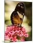 A Butterfly Rests on a Flower at the America Museum of Natural History Butterfly Conservatory-Jeff Christensen-Mounted Photographic Print