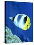 A Butterflyfish Swims Up Along a Coral Reef, Papua New Guinea-Stocktrek Images-Stretched Canvas