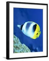 A Butterflyfish Swims Up Along a Coral Reef, Papua New Guinea-Stocktrek Images-Framed Photographic Print