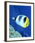 A Butterflyfish Swims Up Along a Coral Reef, Papua New Guinea-Stocktrek Images-Framed Photographic Print