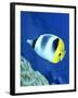 A Butterflyfish Swims Up Along a Coral Reef, Papua New Guinea-Stocktrek Images-Framed Photographic Print