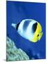 A Butterflyfish Swims Up Along a Coral Reef, Papua New Guinea-Stocktrek Images-Mounted Photographic Print