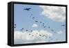 A C-130 Hercules Drop U.S. Army Airborne Troops over Maryland-null-Framed Stretched Canvas