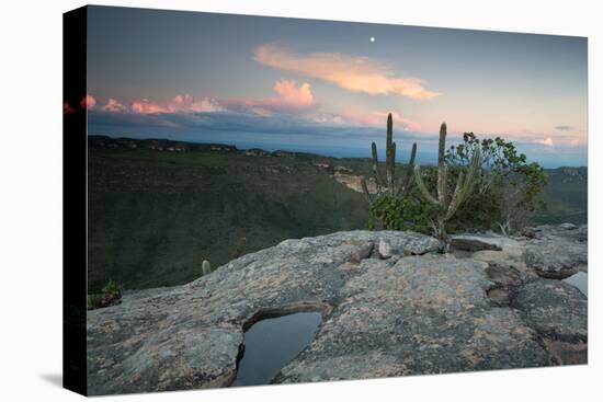 A Cactus at Sunset on Pai Inacio Mountain in Chapada Diamantina at Sunset-Alex Saberi-Stretched Canvas