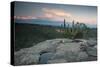 A Cactus at Sunset on Pai Inacio Mountain in Chapada Diamantina at Sunset-Alex Saberi-Stretched Canvas