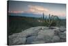 A Cactus at Sunset on Pai Inacio Mountain in Chapada Diamantina at Sunset-Alex Saberi-Stretched Canvas