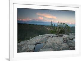 A Cactus at Sunset on Pai Inacio Mountain in Chapada Diamantina at Sunset-Alex Saberi-Framed Photographic Print