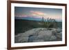 A Cactus at Sunset on Pai Inacio Mountain in Chapada Diamantina at Sunset-Alex Saberi-Framed Photographic Print