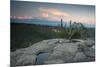 A Cactus at Sunset on Pai Inacio Mountain in Chapada Diamantina at Sunset-Alex Saberi-Mounted Photographic Print
