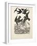 A Calculating Crow, from A Hundred Anecdotes of Animals, Pub. 1924 (Engraving)-Percy James Billinghurst-Framed Giclee Print