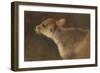 A Calf, 1879-George Wiliam Horlor-Framed Giclee Print