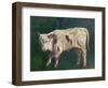 A Calf (Oil on Canvas)-Gustave Courbet-Framed Giclee Print