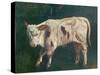 A Calf (Oil on Canvas)-Gustave Courbet-Stretched Canvas