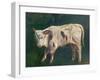 A Calf (Oil on Canvas)-Gustave Courbet-Framed Giclee Print