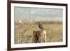 A California Quail on a Fence Post in the Carson Valley of Nevada-John Alves-Framed Photographic Print