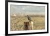 A California Quail on a Fence Post in the Carson Valley of Nevada-John Alves-Framed Photographic Print