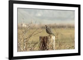 A California Quail on a Fence Post in the Carson Valley of Nevada-John Alves-Framed Photographic Print