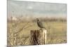 A California Quail on a Fence Post in the Carson Valley of Nevada-John Alves-Mounted Photographic Print