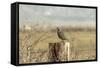 A California Quail on a Fence Post in the Carson Valley of Nevada-John Alves-Framed Stretched Canvas