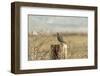 A California Quail on a Fence Post in the Carson Valley of Nevada-John Alves-Framed Photographic Print