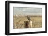 A California Quail on a Fence Post in the Carson Valley of Nevada-John Alves-Framed Photographic Print