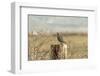 A California Quail on a Fence Post in the Carson Valley of Nevada-John Alves-Framed Photographic Print