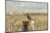A California Quail on a Fence Post in the Carson Valley of Nevada-John Alves-Mounted Photographic Print