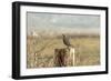 A California Quail on a Fence Post in the Carson Valley of Nevada-John Alves-Framed Photographic Print