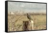 A California Quail on a Fence Post in the Carson Valley of Nevada-John Alves-Framed Stretched Canvas