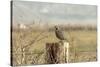 A California Quail on a Fence Post in the Carson Valley of Nevada-John Alves-Stretched Canvas