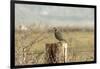 A California Quail on a Fence Post in the Carson Valley of Nevada-John Alves-Framed Premium Photographic Print