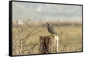 A California Quail on a Fence Post in the Carson Valley of Nevada-John Alves-Framed Stretched Canvas