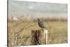 A California Quail on a Fence Post in the Carson Valley of Nevada-John Alves-Stretched Canvas