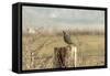 A California Quail on a Fence Post in the Carson Valley of Nevada-John Alves-Framed Stretched Canvas