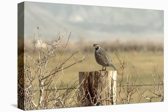 A California Quail on a Fence Post in the Carson Valley of Nevada-John Alves-Stretched Canvas