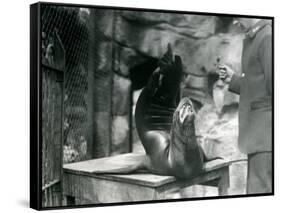 A Californian Sealion Performs for its Keeper at London Zoo, July 1921-Frederick William Bond-Framed Stretched Canvas