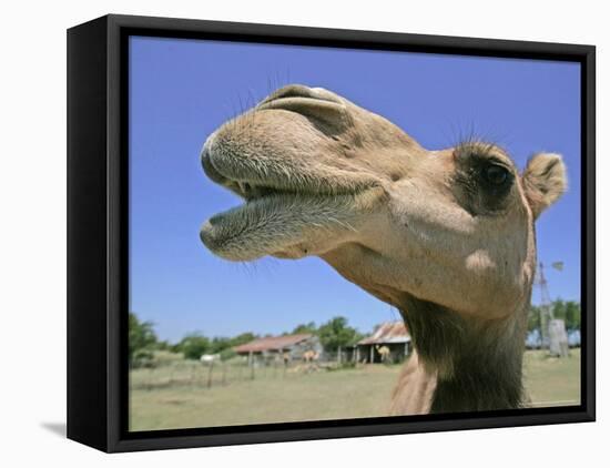 A Camel from Doug Baum's Herd is Shown in Valley Mills, Texas, Thursday, July 13, 2006-L.m. Otero-Framed Stretched Canvas