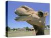 A Camel from Doug Baum's Herd is Shown in Valley Mills, Texas, Thursday, July 13, 2006-L.m. Otero-Stretched Canvas