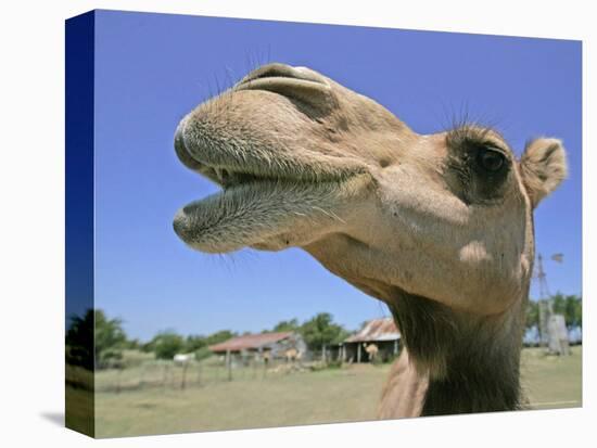 A Camel from Doug Baum's Herd is Shown in Valley Mills, Texas, Thursday, July 13, 2006-L.m. Otero-Stretched Canvas