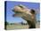 A Camel from Doug Baum's Herd is Shown in Valley Mills, Texas, Thursday, July 13, 2006-L.m. Otero-Stretched Canvas