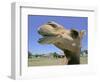 A Camel from Doug Baum's Herd is Shown in Valley Mills, Texas, Thursday, July 13, 2006-L.m. Otero-Framed Photographic Print