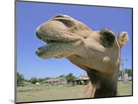 A Camel from Doug Baum's Herd is Shown in Valley Mills, Texas, Thursday, July 13, 2006-L.m. Otero-Mounted Photographic Print